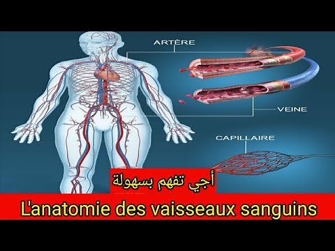 Anatomie de l'appareil cardiovasculaire Les vaisseaux sanguins