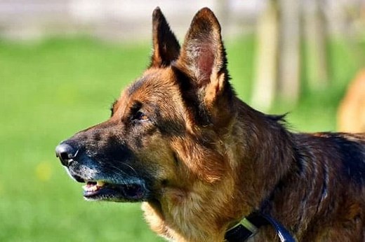 6 Best Dog Muzzles For German Shepherds