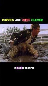 These Puppies Are Very Smart 😻🤓