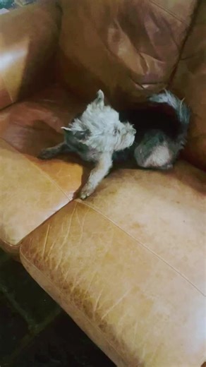 The magic roundabout Nellie (aged 12) has done this every night after dinner since she was a puppy 🤣 we call it “whirligig” Funny little dog.🐶 #magicroundabout #spinning #funnydog #habits #chasingtail