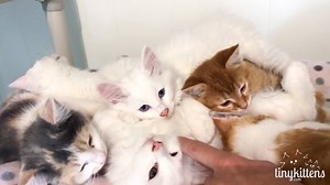 Kitten therapy, anyone? This purring pile of kittens was evacuated from the #BCWildfires along with their entire colony of feral and semi-feral cats. This extended feline family is SO bonded, the tomcats even help care for the kittens! Fall in love with them on our rescue livestream at TinyKittens.com/live Apply to adopt a pair: TinyKittens.com/adopt Learn more about our rescue work: TinyKittens.com | Tinykittens