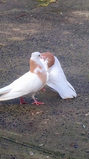 Pigeons mating #pigeonlovers