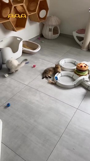 Looking for a fluffy new best friend? Our purebred Persian kittens are ready for their forever homes! Sweet-tempered, playful, and raised with love, they make the perfect addition to any family. 👇👇👇👇 Visit www.purepersiankitten.com to see available kittens and reserve yours today! #PersianKittens #CatsForAdoption #KittenForSale #PersianCatLovers #FluffyKittens #CatBreeder #AvailableKittens #KittensOfInstagram #CuteCats #CatLovers #AdoptDontShop #CatLife #CatMom #CatDad #KittensForAdoption #P