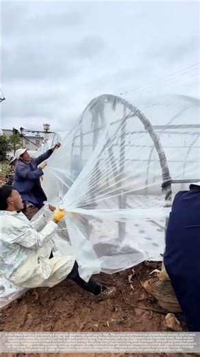 The process of covering the vegetable greenhouse with plastic film by manual labor.