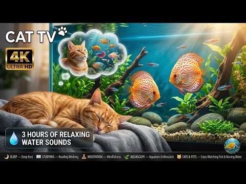 CAT TV FISH 🐠 Mesmerizing Aquarium Fish! Relaxing 4K Fish Tank for Cats | No Music