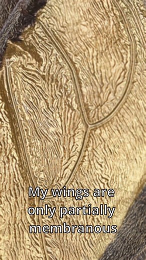 Can You Guess This Fuzzy Insect? - Short #2