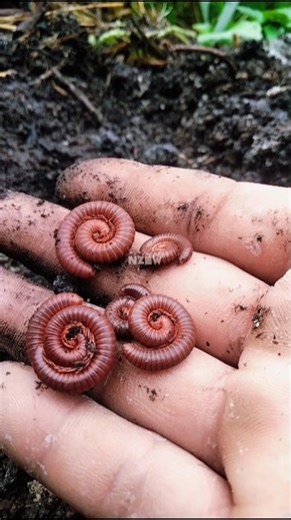 This cute baby millipede lost its mother, placing it on the ground keeps it safe !!