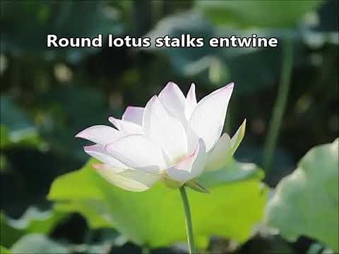 The Bodhisattva (Buddhist Song By The Wayfarers )