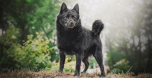 Schipperke Breed Guide (Lifespan, Size & Characteristics)
