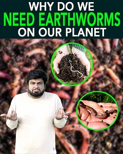 15K views · 591 reactions | Arguably without earthworms in our soils, life could vanish pretty quickly. We would have less food, more pollution, and more flooding. Earthworms make the soil porous which permits both aeration and quick absorption of water. | Anuj Ramatri | Facebook