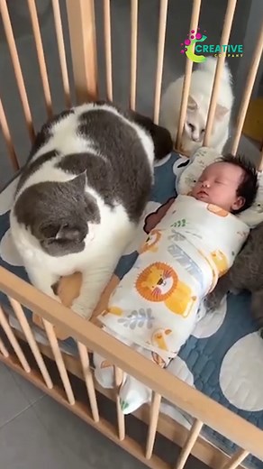 233K views · 1.8K reactions | A cat running at full speed for absolutely no reason. | Creative Company | Facebook