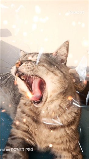 My best photoshoots of 2025 part 1 #animals #photographer #cute #2025