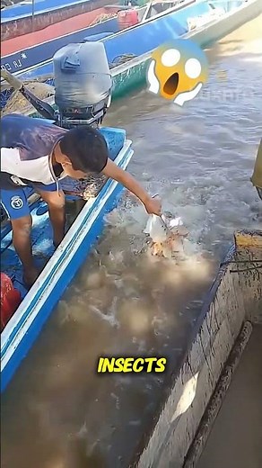 What Happens When You Enter Brazil’s Piranha-Infested Waters? | Rare Human Attacks Explained