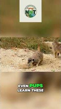 Meerkat Secret Language: Unlocking Their Danger Calls #shorts