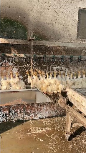 Humane Slaughter Line: Chickens Stunned via Water Bath Before Processing in China 👀