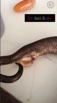 Snake giving live birth