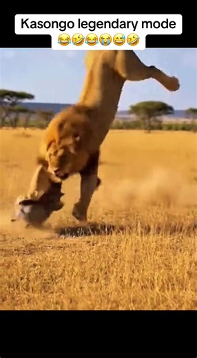 Kasongo legendary mode😂🤣😂😭😅🤣 #kasongo #fyp #funnyvideo #gazelle #foryoupage