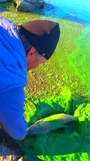 Безумний дуплет "Білих Амурів" #fishing #риболовля #амур #белый амур #fish