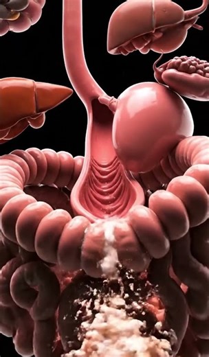 Your Food’s Journey Through the Human Body #3danimation #anatomy #digestivesystem #science