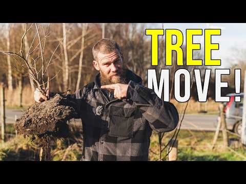 Moving a 3 Year Old Hazelnut Tree to the Food Forest!