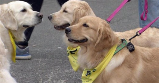 Expert: 'If it's too hot for you, it's too hot for your dog,' avoid walks on hot days