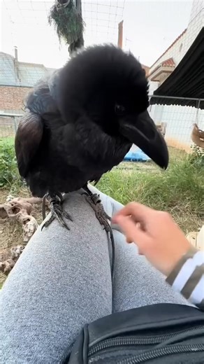 So Beautiful #crow | Crow lover