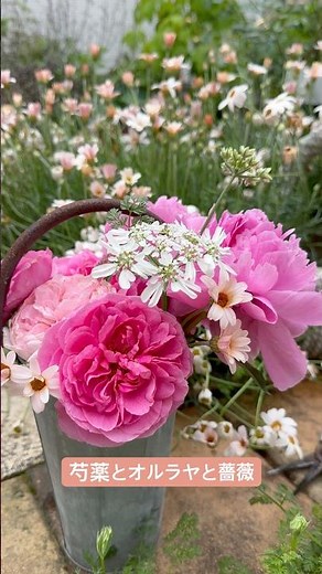 【ガーデニング】庭で花摘み バラ 芍薬 オルラヤ