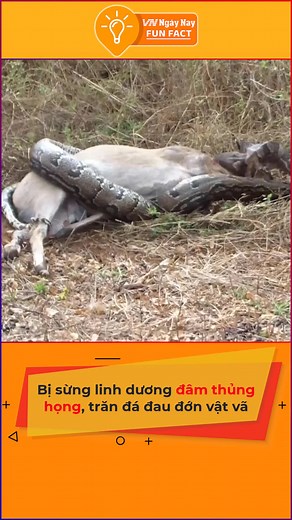 Cố nuốt chửng con linh dương cực lớn, trăn đá châu Phi đã phải nhận kết đắng #tiktoknews #onhavanvui #onhaxemtin #fyp #foryoupage #vnnnfunfact #vnnn