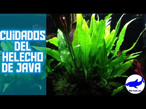 Java fern care, reproduction and more