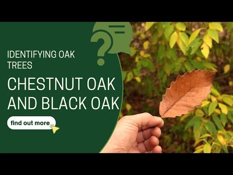 Identifying Oak Trees (Pt. 2): Chestnut Oak & Black Oak