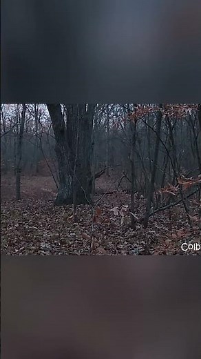 Foggy Woods Time Lapse: See the World Transform! #shorts