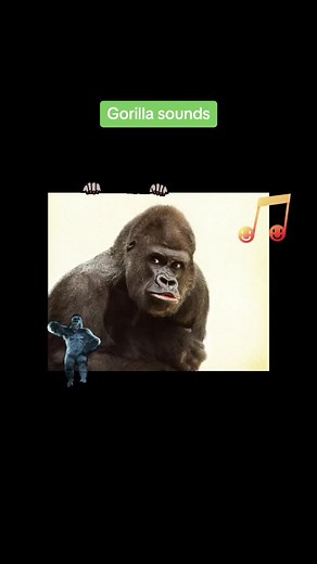 Gorilla Sounds: Secrets of the Jungle Revealed