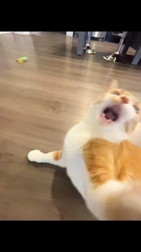 Mango is fighting for love this Valentine’s day. Love hurts. ❤️‍🩹🥊🥭 #fyp #cat