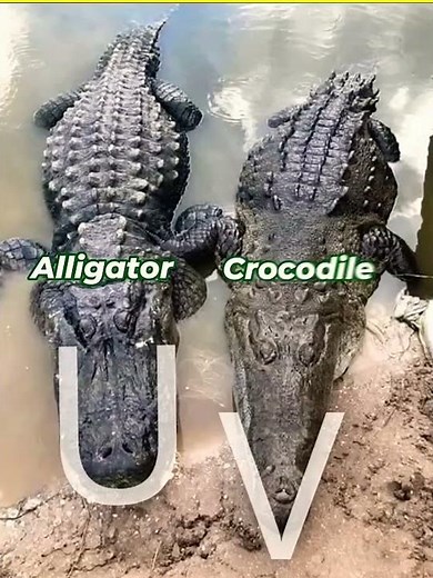 Alligator vs Crocodile. This Difference Will Shock You! 😱