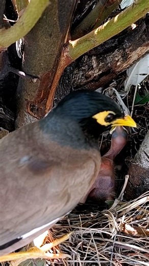 Common Myna bird beautiful babies (p 1) #shorts