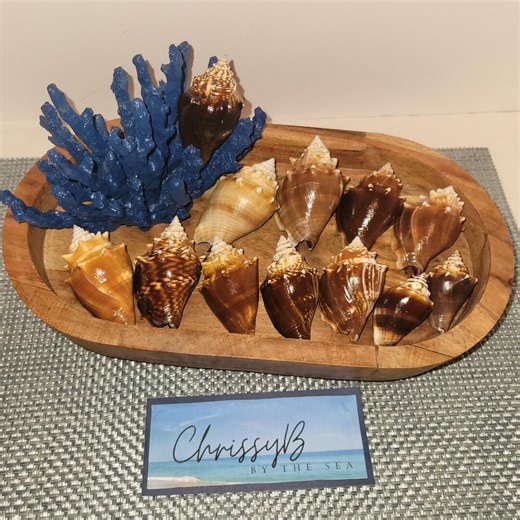 Beautiful Florida Fighting Conch - Etsy