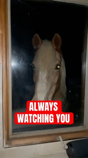 4 Shocking Animals Invading Houses