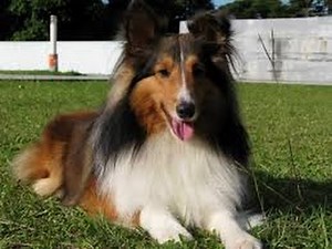 Shetland Sheepdog (Sheltie)
