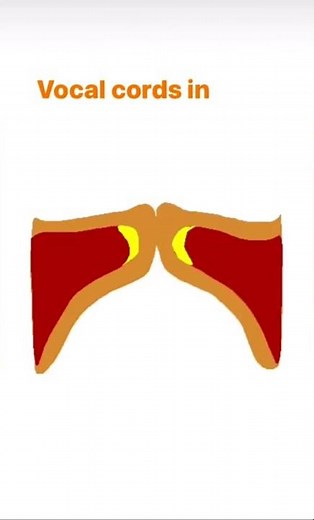 Vocal cords in action