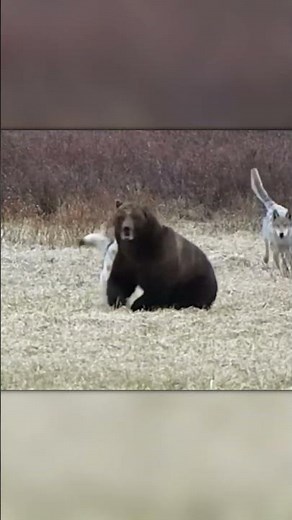 Wolves Attack a Bear in a Pack