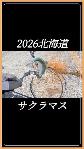 【有料釣り場】に課金→サクラマスが釣れた！ #北海道 #釣り #苫小牧一本防波堤
