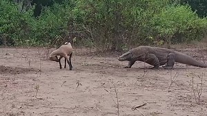 Komodo Dragon and Deer Encounter in Nature