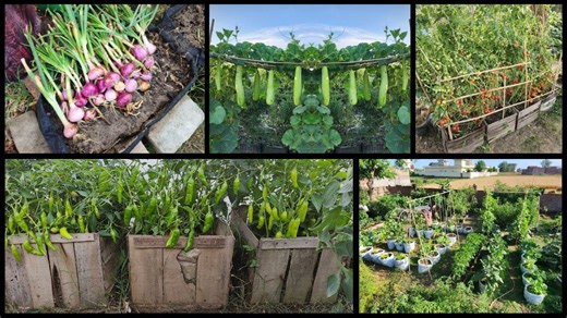 Smart Vegetable Gardening Ideas for Small Spaces