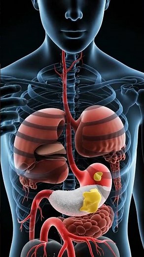 What Happens Inside Your Body After Eating