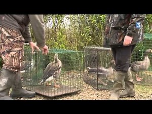 A la hutte pour chasser les oies au rapassage dans la Somme