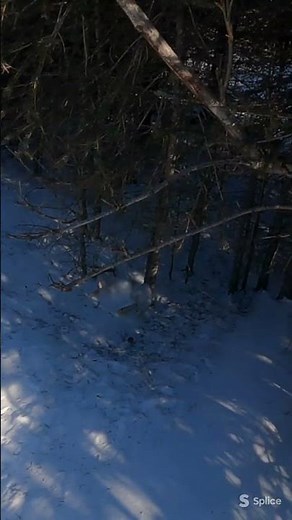 Survival Skills: slingshot hunting snowshoe hare at 21 yards