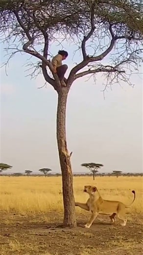 Leopard Threatens Human — Wild Encounter Shock! #LeopardVsHuman #WildlifeShorts #PredatorVsHuman