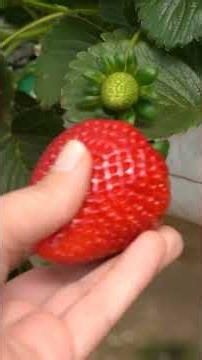 From a rented plot of land to a strawberry paradise! - FULL REPORT IN THE LINK