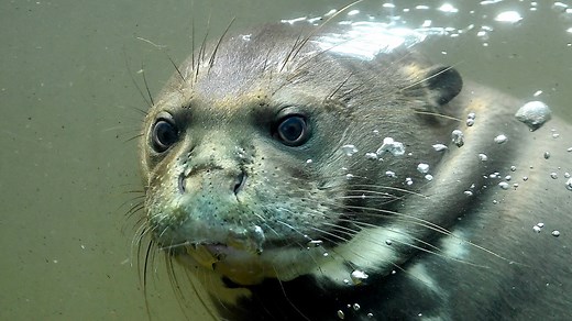 Giant otter attacked 2-year-old at Dallas World Aquarium, lawsuit claims