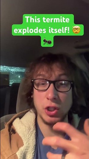 This termite explodes itself! 🤯 🐜 #fypシ #funfacts #fypシ゚viral #animals #interestingfacts #termite